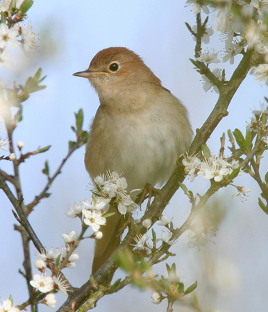 http://www.askquran.ir/gallery/images/12311/1_d-dfyh47Nightingale.jpg