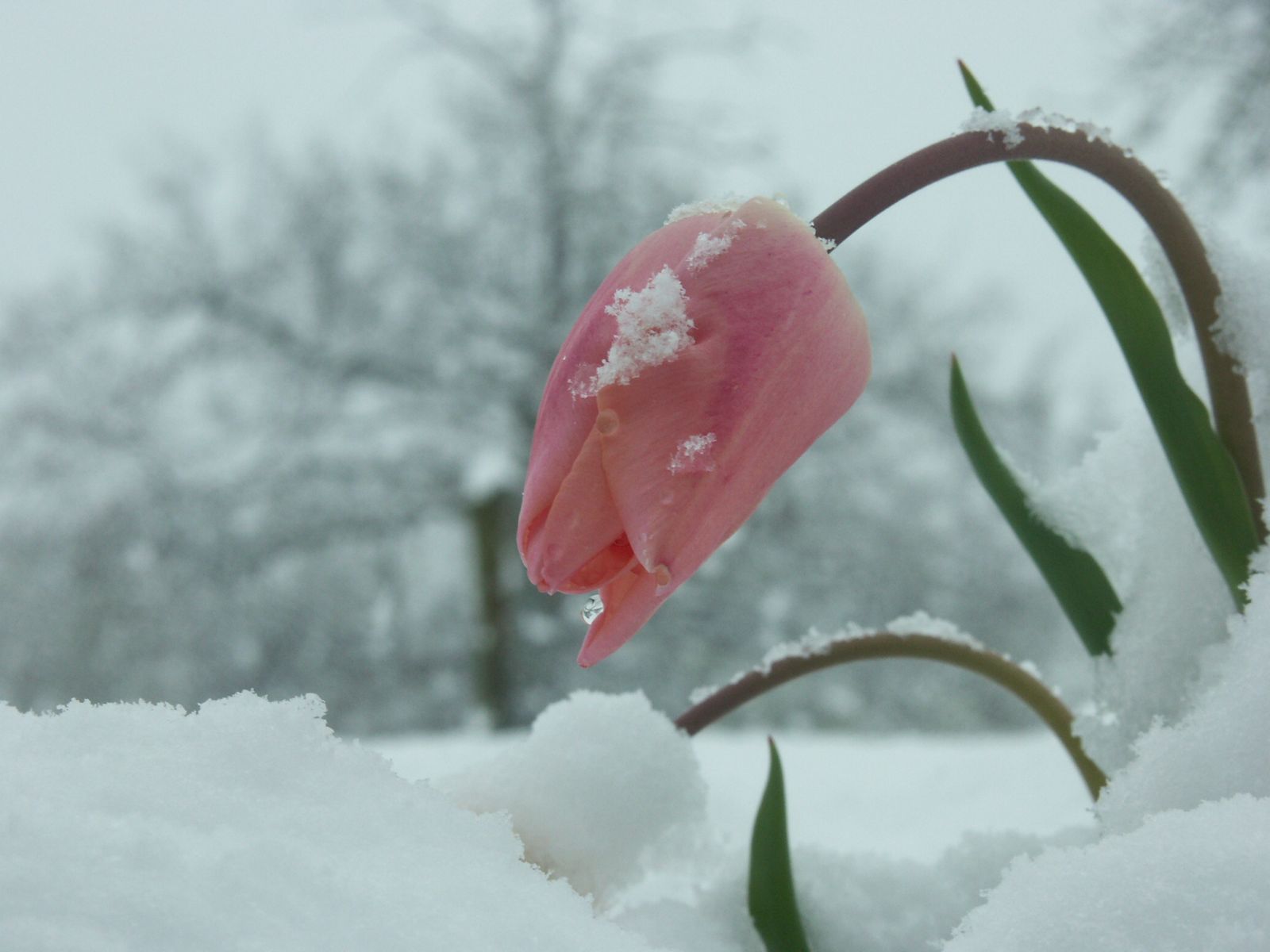 http://www.askquran.ir/gallery/images/12311/1_pink_20snow_20flower.jpg