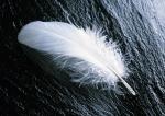 منظره