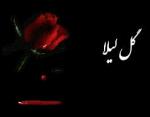 گل ليلا