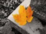 graphics_partial_color_photos_05.jpg
