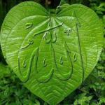 الله