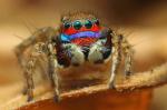 Mr_Color_karthi_keyan_Adult_male_jumping_spider_re sting_on_a_leaf___spider__insects__ma.jpg