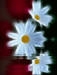 gif wall