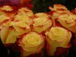 گلهای فوق العاده زیبا