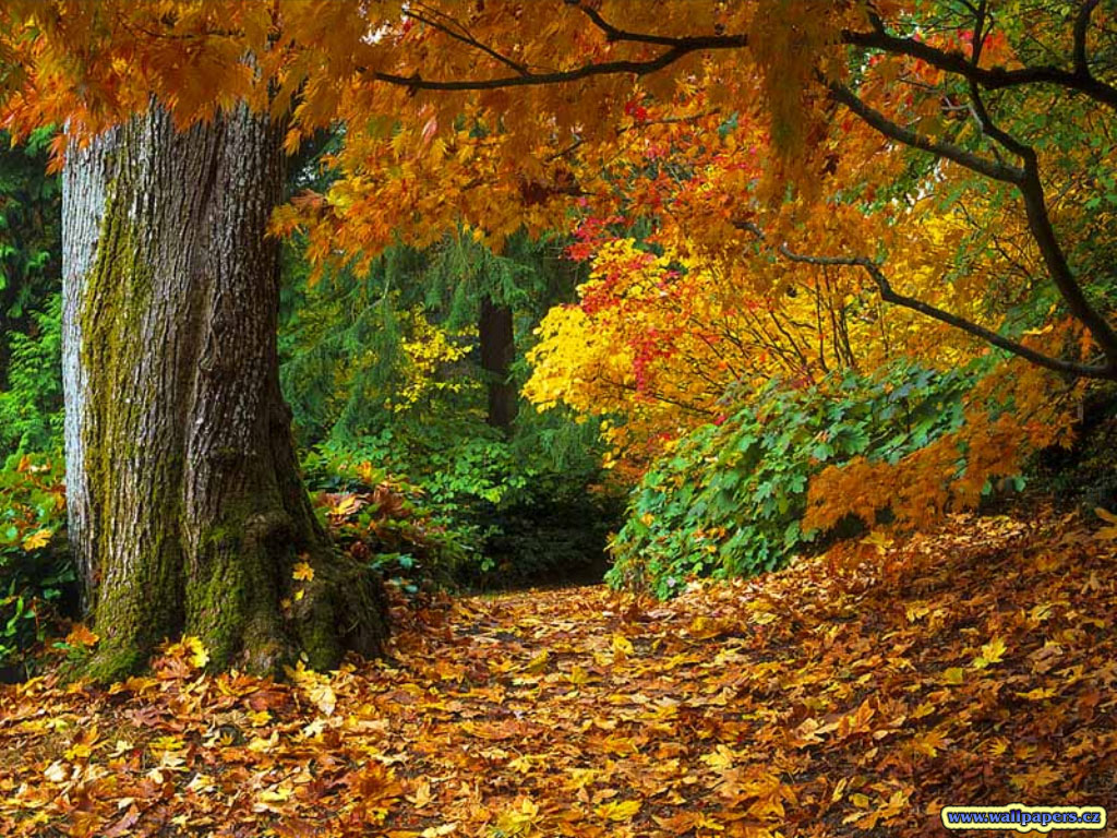 http://www.askquran.ir/gallery/images/16195/1_fall-of-autumn-leaves-wallpaper.jpg