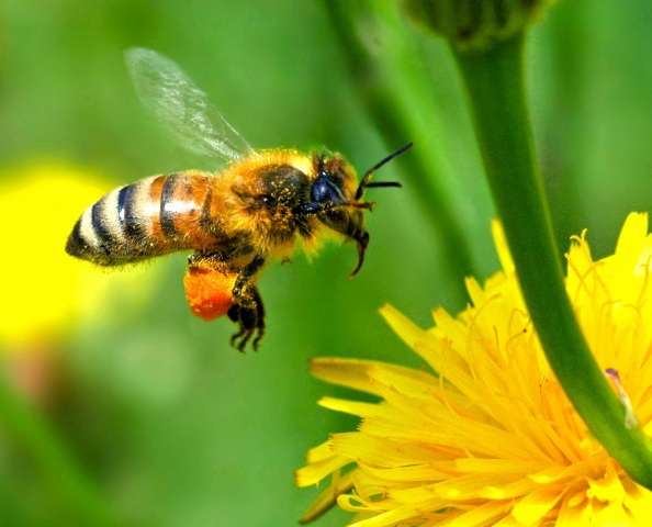 1_free-wallpaper-desktop-wallpaper-honey-bee-autan-picture.jpg