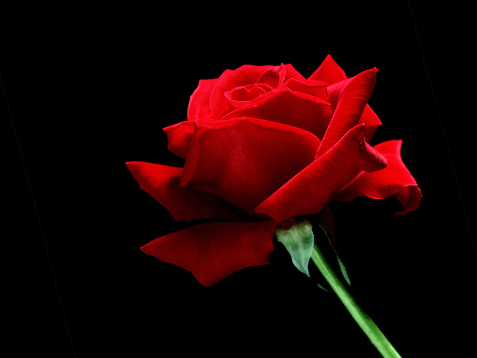 1_A_Single_Red_Rose.jpg