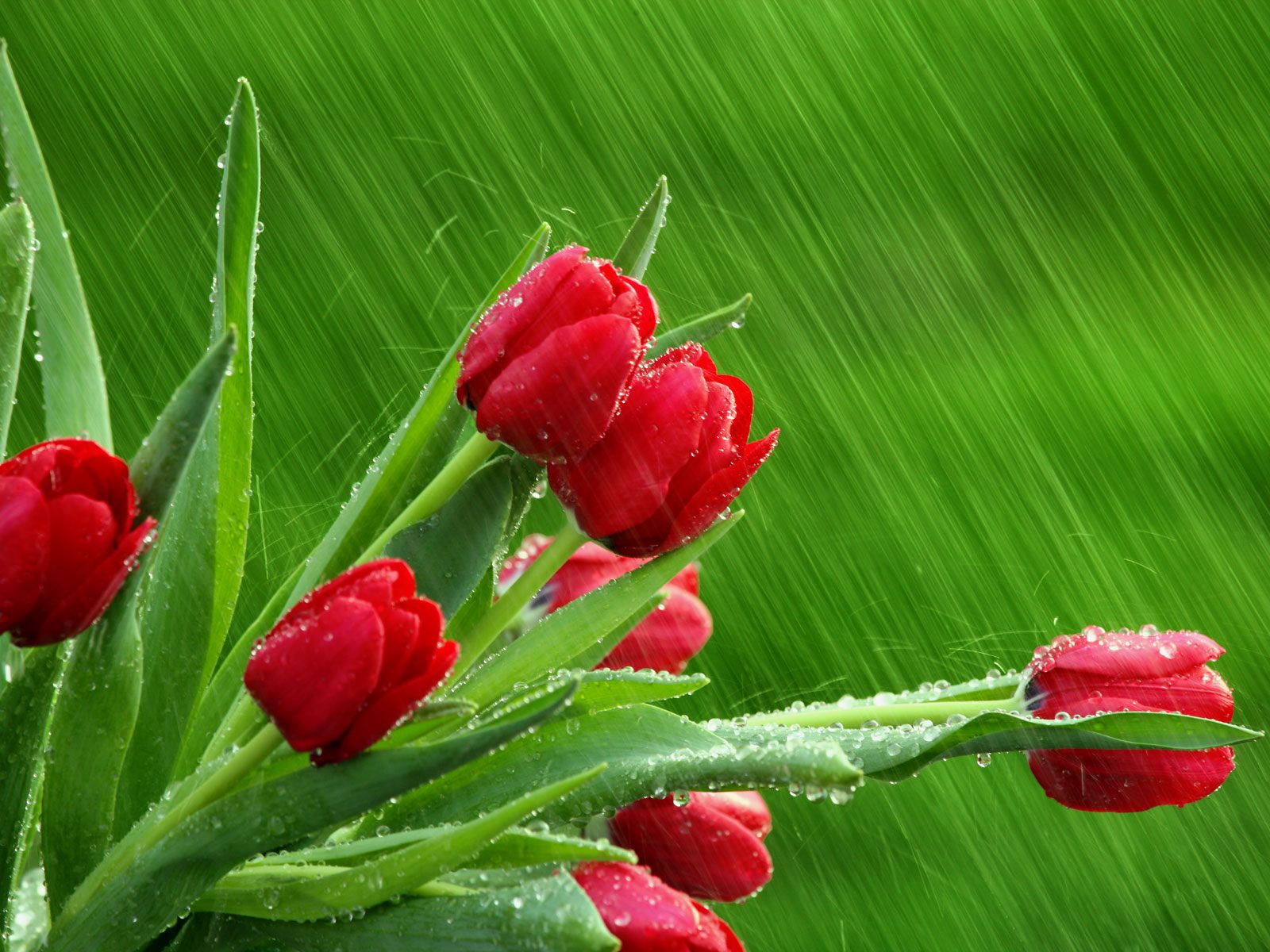 IMAGE(http://www.askquran.ir/gallery/images/33095/1_52485_1600_wb1.jpg)
