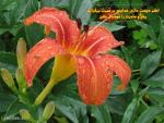 حدیث احترام به پدر و مادر