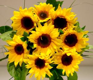 1_8Behesht-sunflower__21_.jpg
