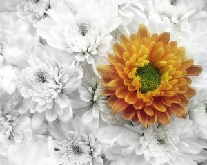 1 chrysanthemum1280x1024na