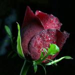 9e539b0d846687c374ca4ed60a53bdd7.jpg