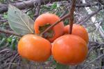Persimmon-tree-2.jpg