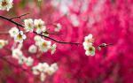 spring-flowers-images-free-29.jpg