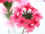 pink-flowers-c2206-1024.jpg