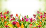 TR_Best_Wallpaper_Flowers__002_.jpg