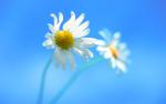 TR_Best_Wallpaper_Flowers__004_.jpg