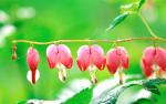 TR_Best_Wallpaper_Flowers__007_.jpg