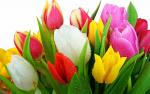 TR_Best_Wallpaper_Flowers__016_.jpg