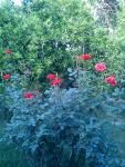 Dsc00172.jpg