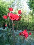 Dsc00176.jpg