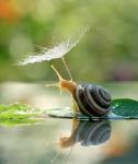 snails-3.jpg