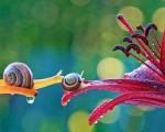 snails-7.jpg