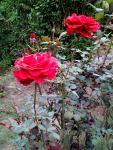 IMG_20130717_144843.jpg