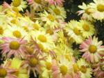 __20120816_1581165366.jpg