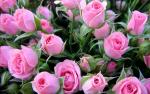 roses_flowers_bouquet.jpg